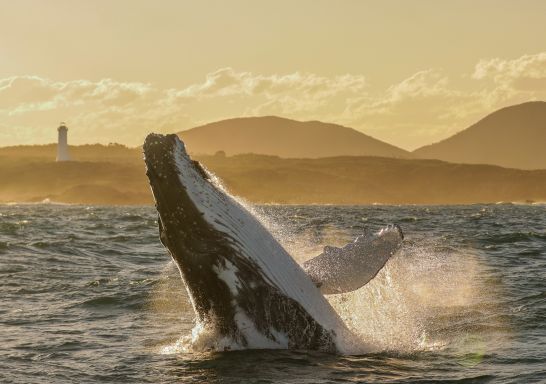 Whale passes the Port Stephens coast, viewed from Imagine Cruises - Credit: Lisa Skelton