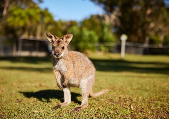 Local Travel Planner Pty Ltd, Wallaby, Symbio Wildlife Park, Helensburgh