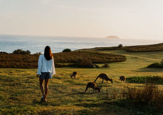 Woman walks past kanagroos feeding, Look At Me Now Headland Walk, Emerald Beach