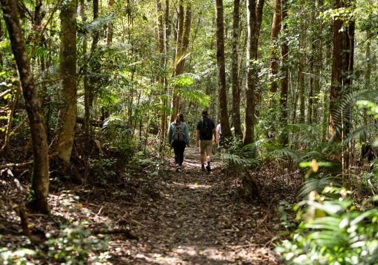 Two people walking through trees , Minyon Falls Track, Nightcap National Park
